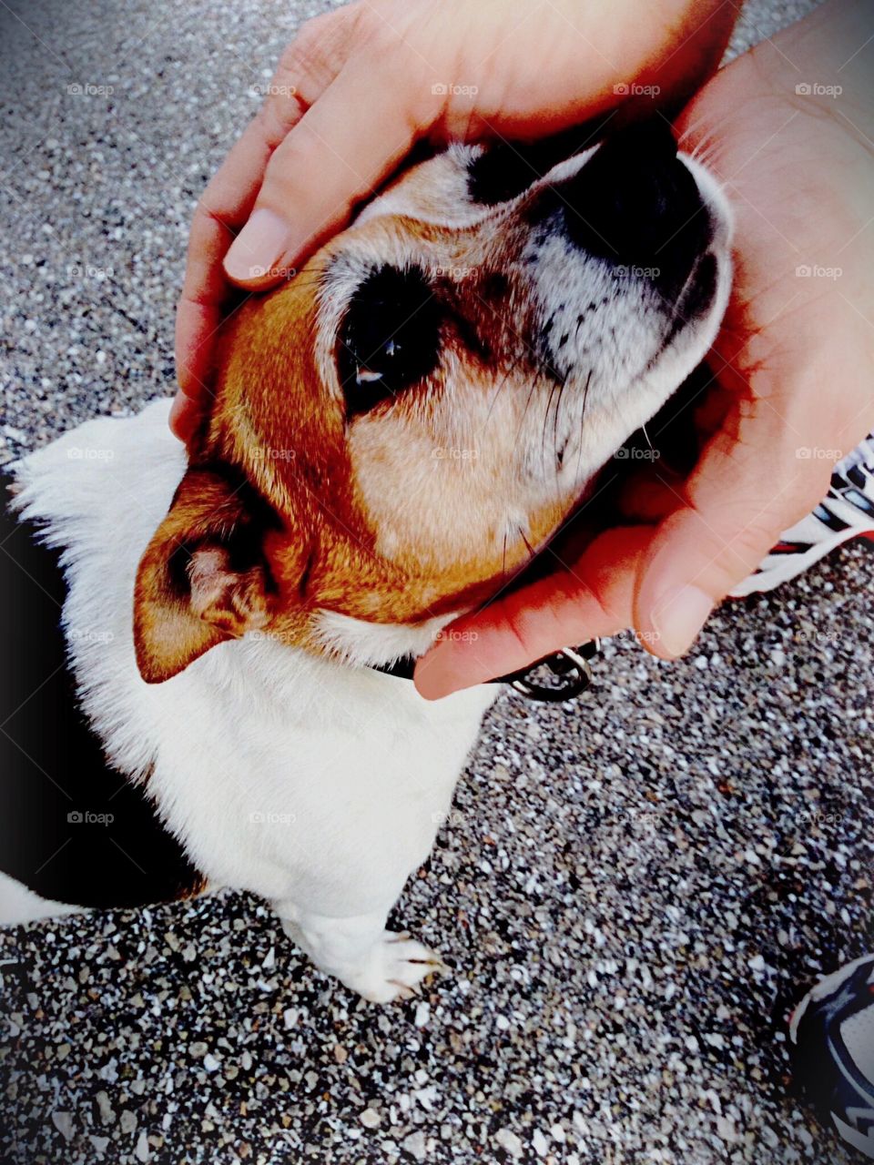 The human animal bond-the loving gaze of a darling dog in loving hands.