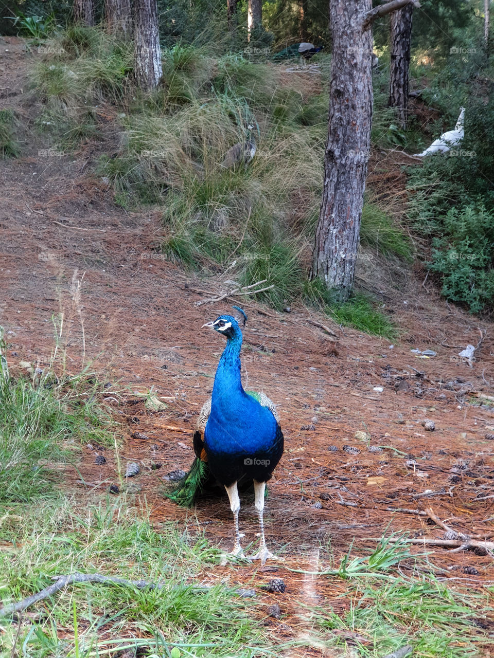 Peacock posing in the fores