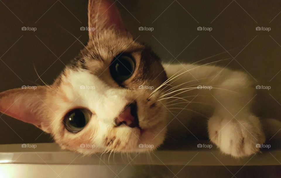 portrait of a calico cat