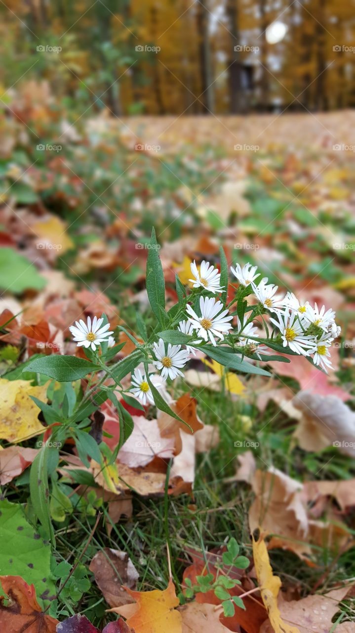 Fall Flowers
