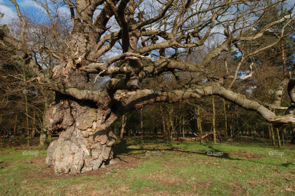 the tree park old by stevephot