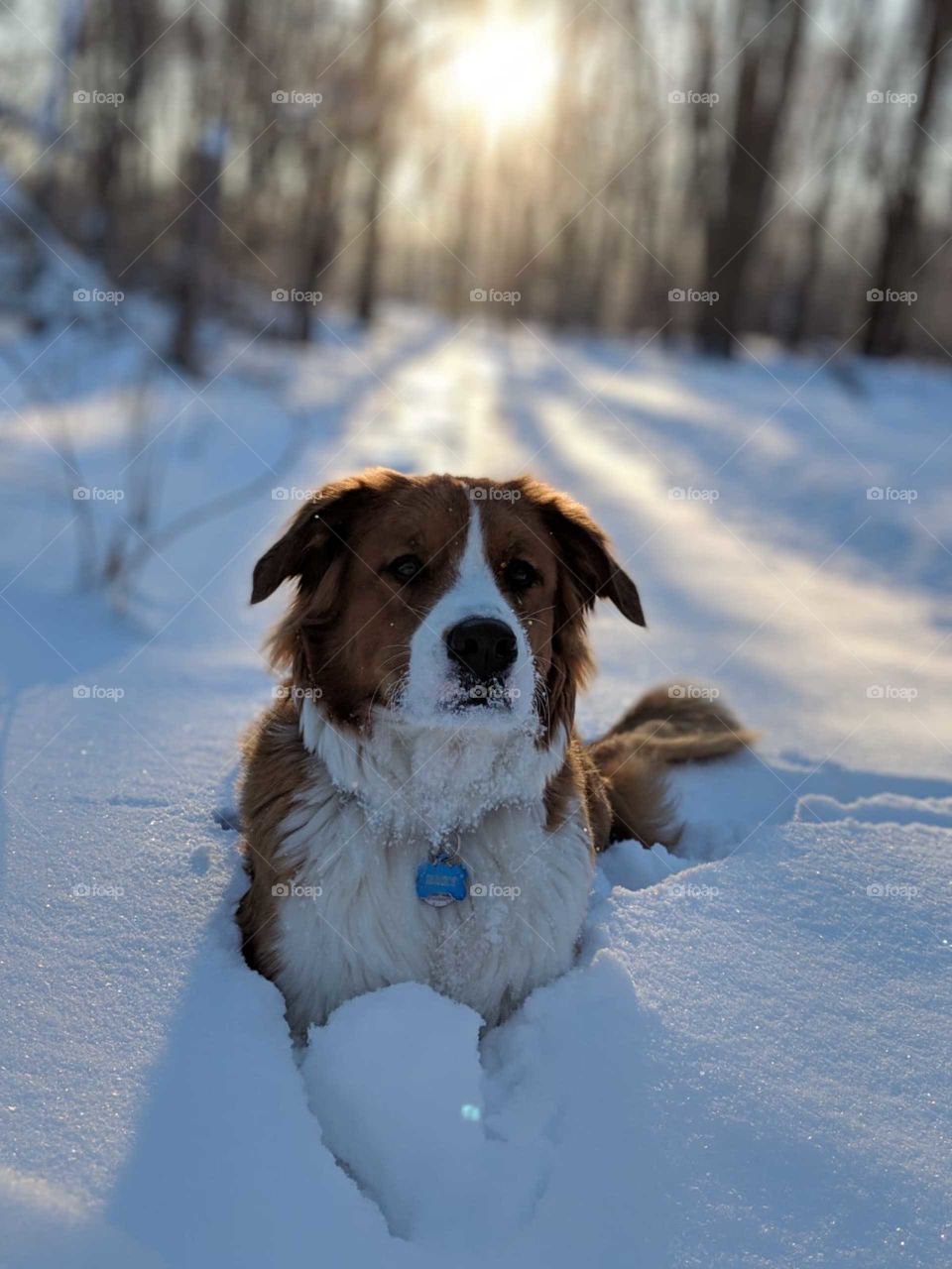 Dog in deep winter snow
