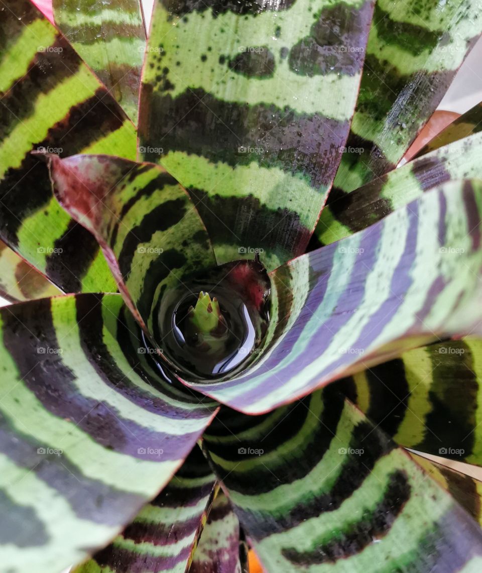 Bromeliad