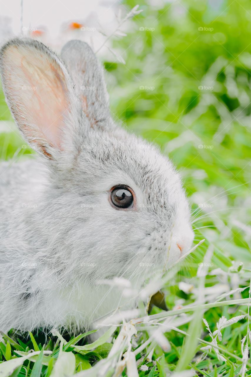 Cute rabbit photos on the meadow
