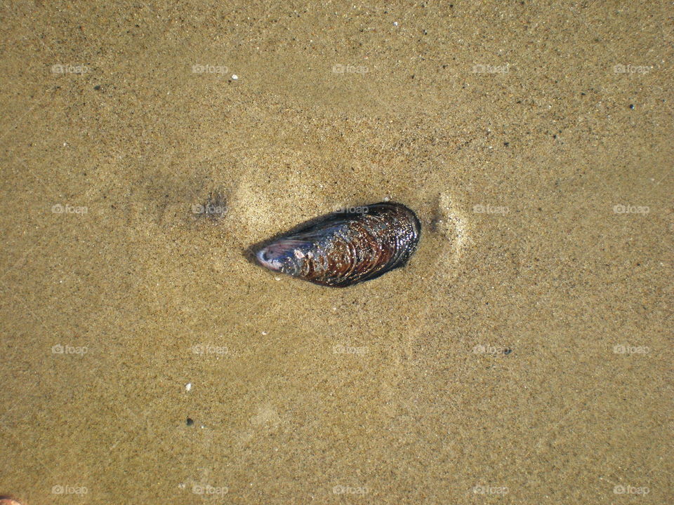 Shell in Sand