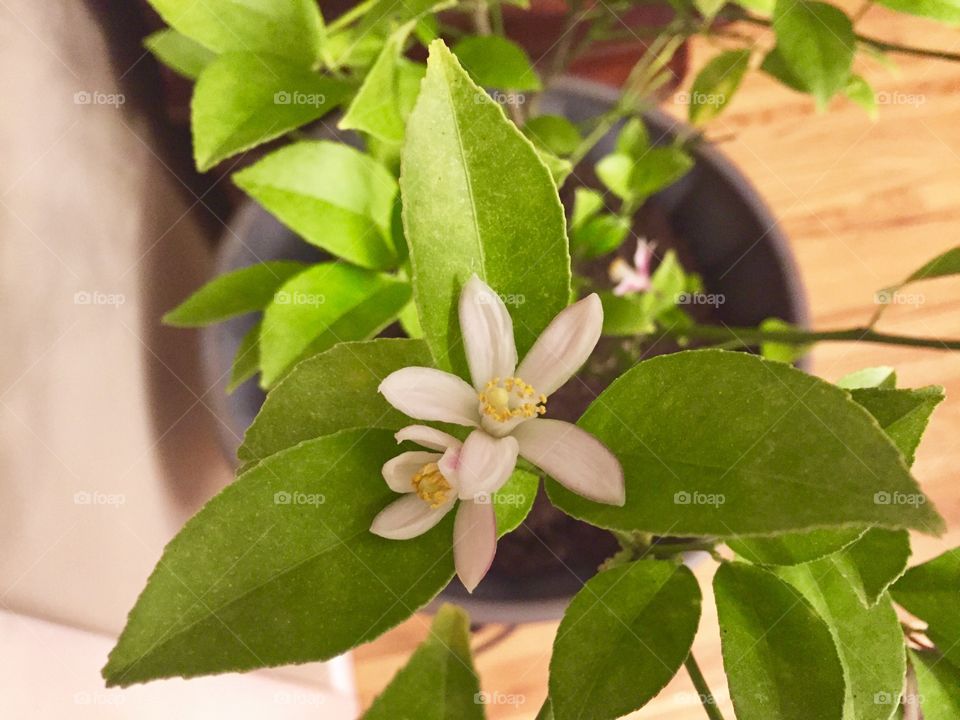 Meyer lemon tree
Just brought it inside for the winter 
Blooms bursting 