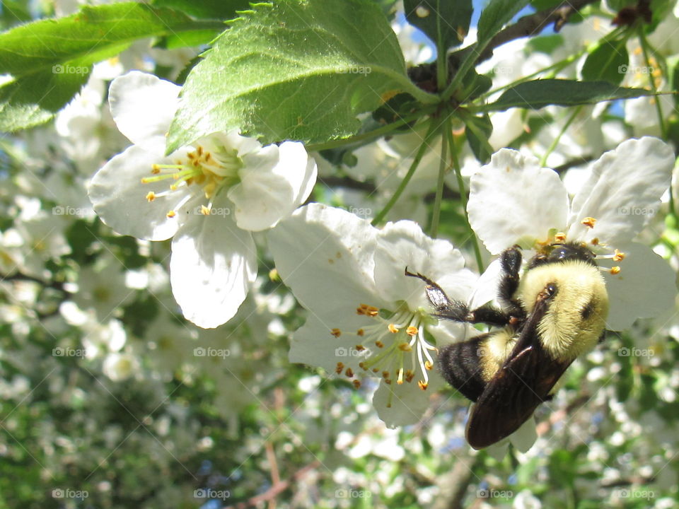 Bee on Apple blossoms 