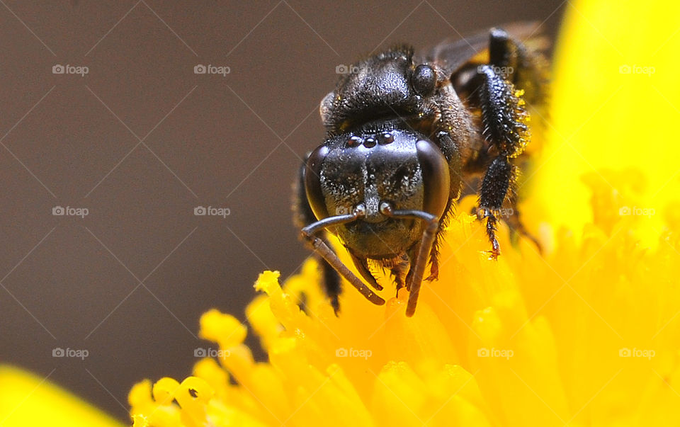 macro closeup on stingless bees at tea plantation cameron highland