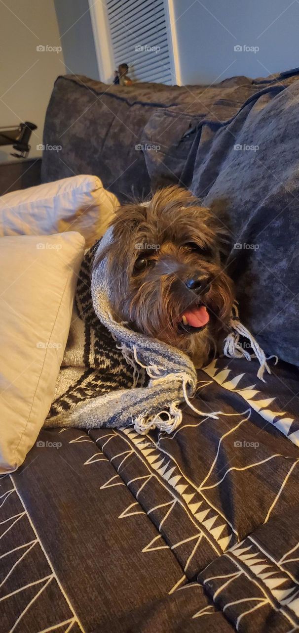 Grey dog hiding under blankets and pillows from fireworks