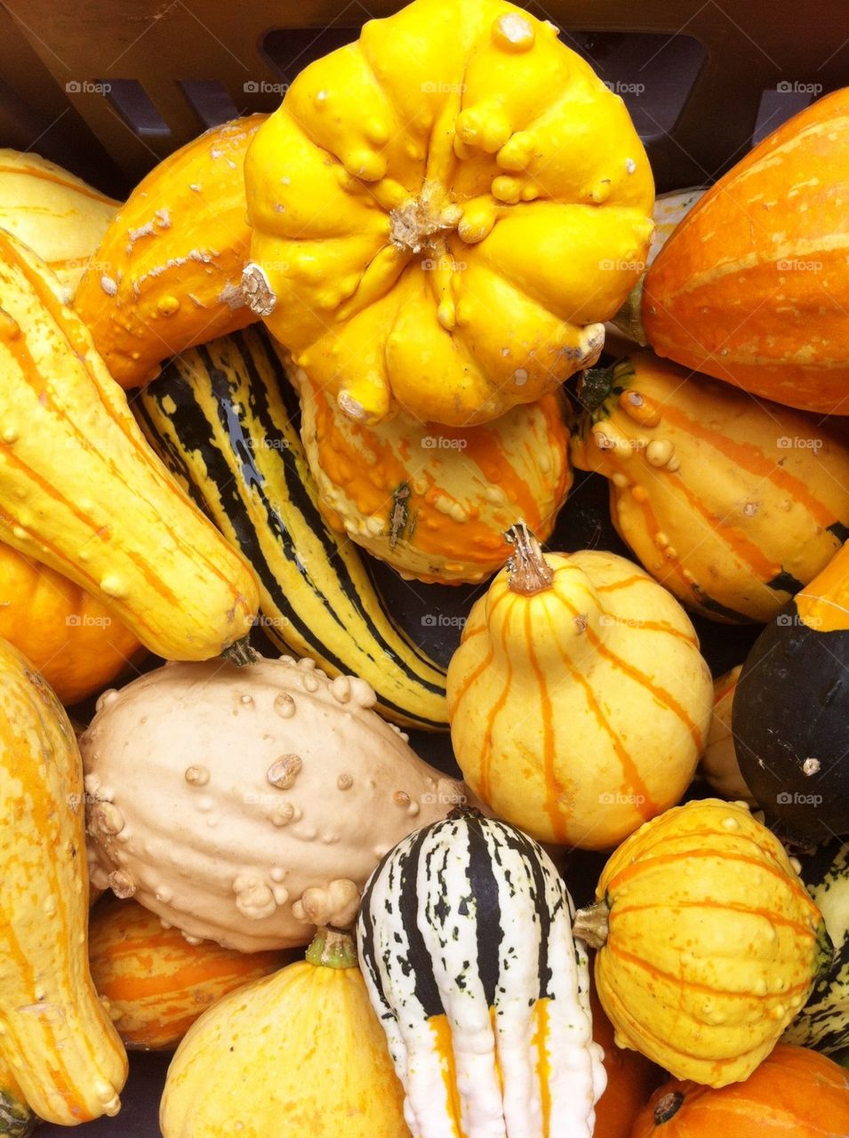 Small pumpkins and gourds in fall.