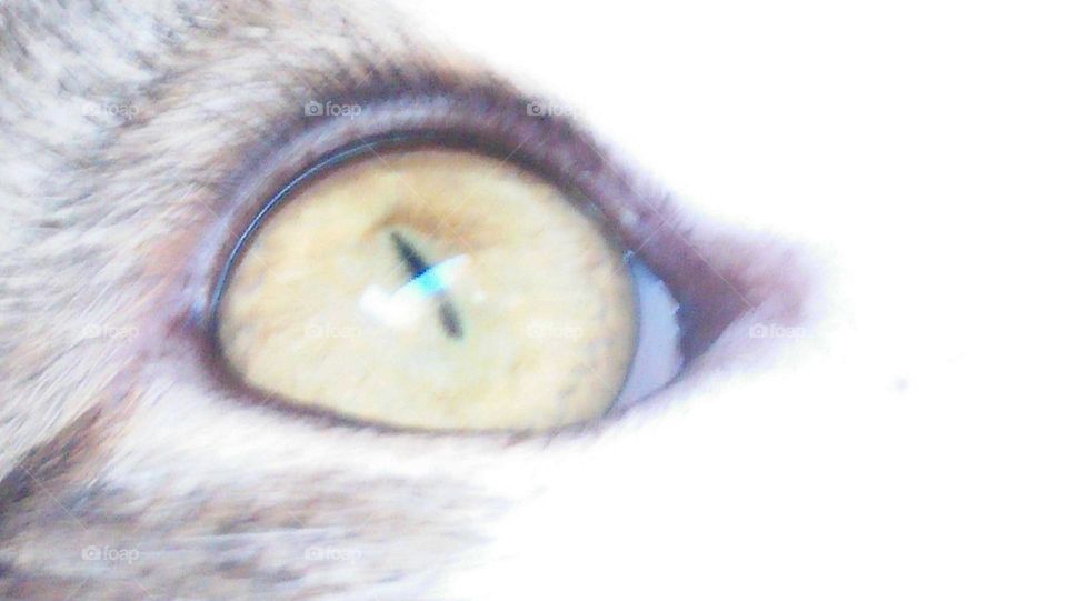 Animal cat s eye