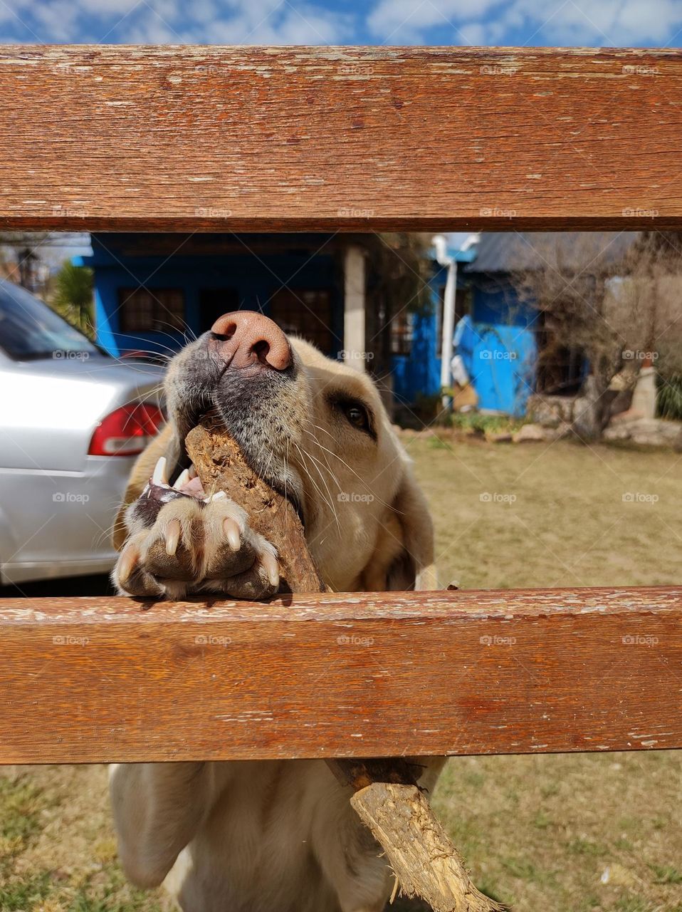 No hay barreras que impidan que Laila te de su palo para seguir jugando.