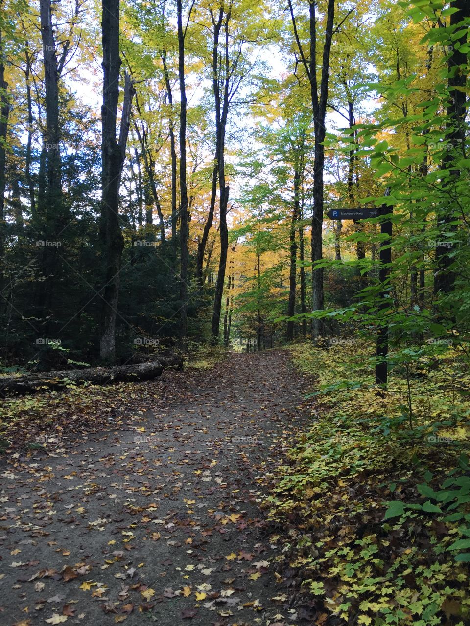 Gatineau Park in the fall