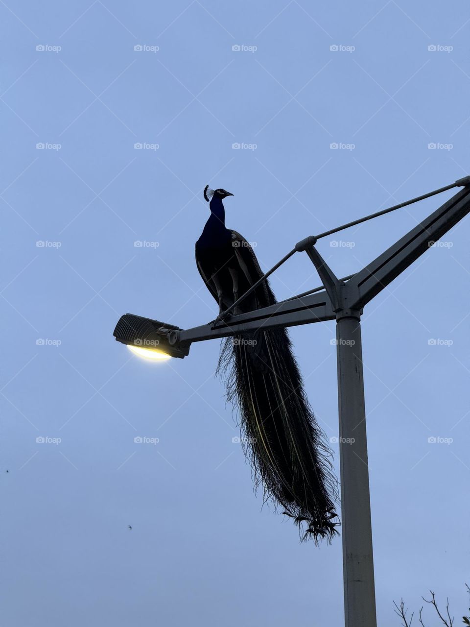 Peacock sitting on a street lamp