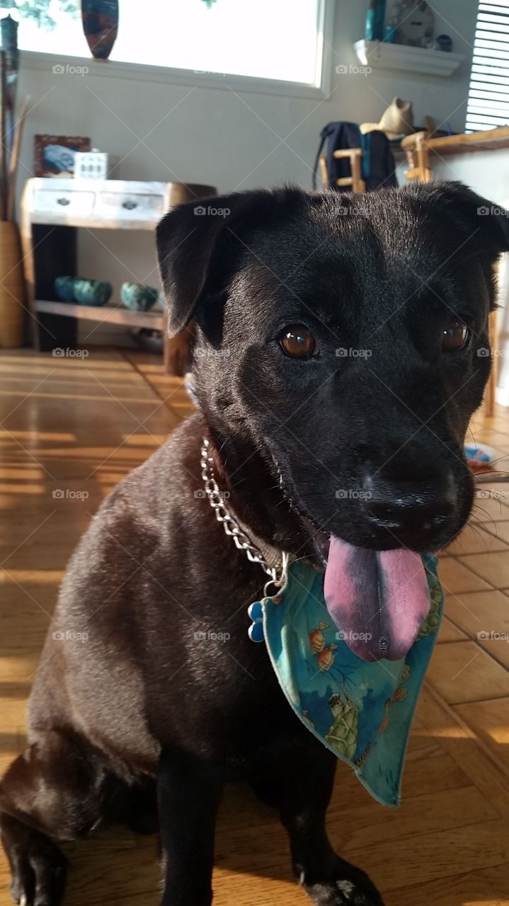 My black lab mix puppy L2.