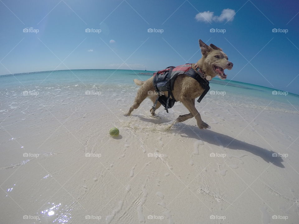 Happy dog running on beach in the Bahamas