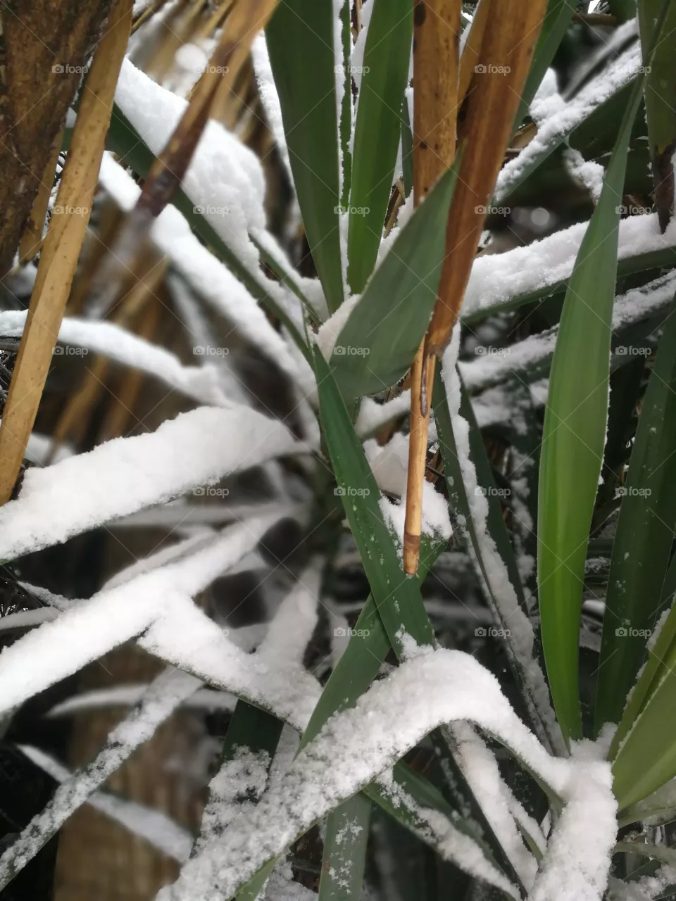Snow
