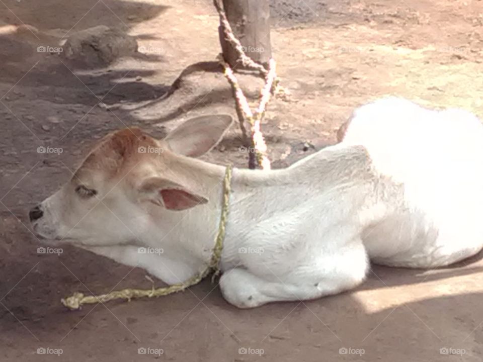 This is baby caw rest of this time.