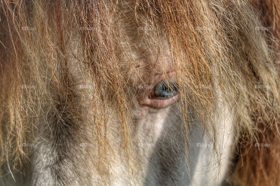 blue eyed pony