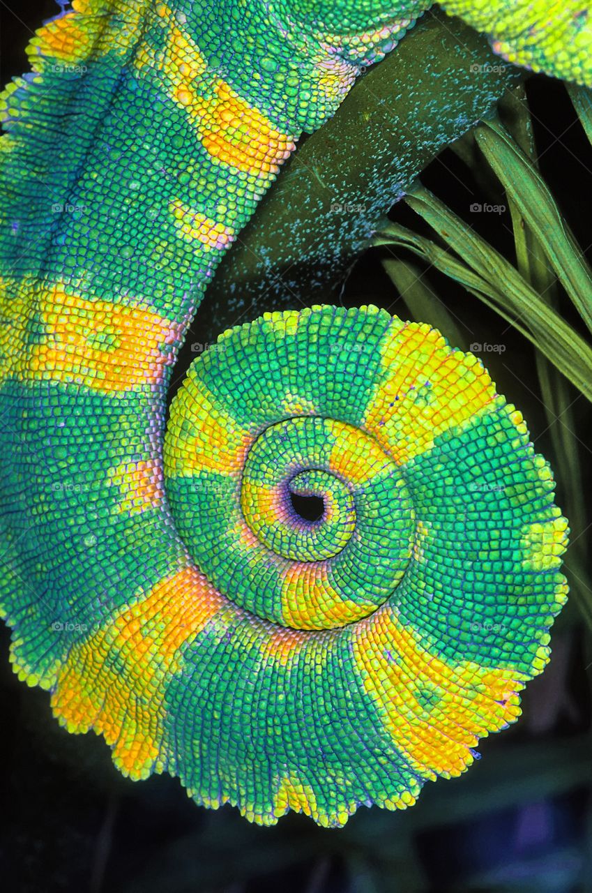 The tightly spiralled tail of an iguana.