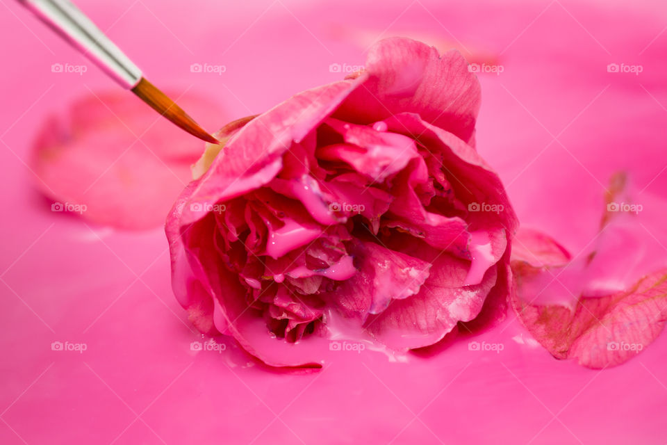 Pink! How do flowers get their colour? It's painted. Image of Camellia flower being painted pink with paint brush and pink paint.