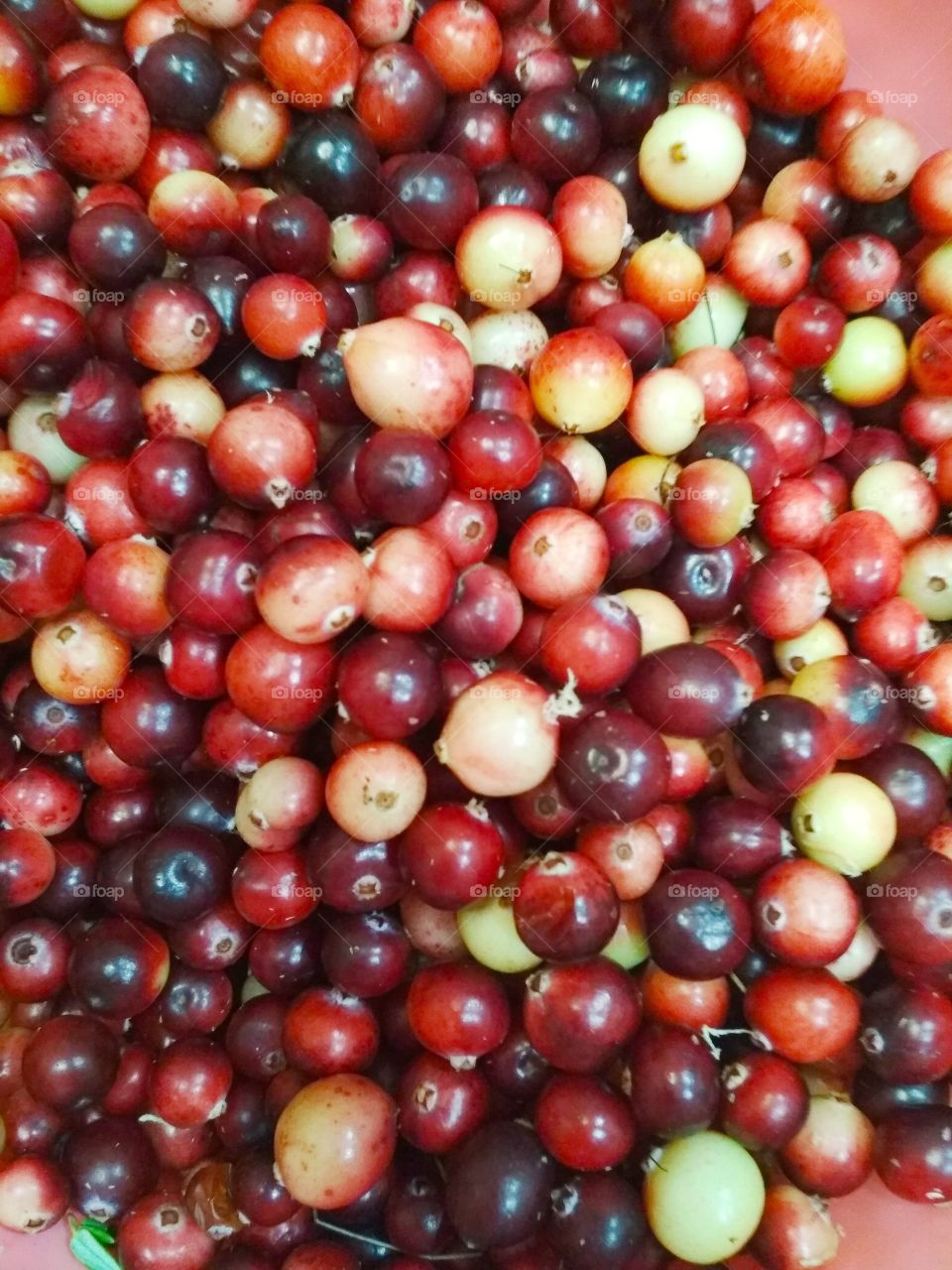 cranberries that grow on a ball