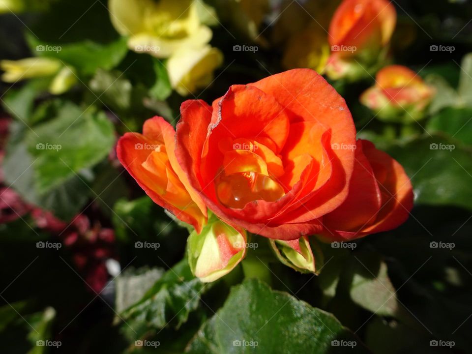 Wax begonia - Red