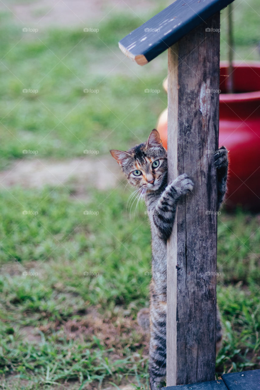 Tabby Cat Reaching Up and Hold Porch Post