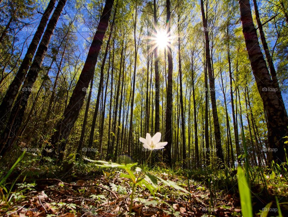 Spring - a lonely flower sunbathing in the warming spring sun