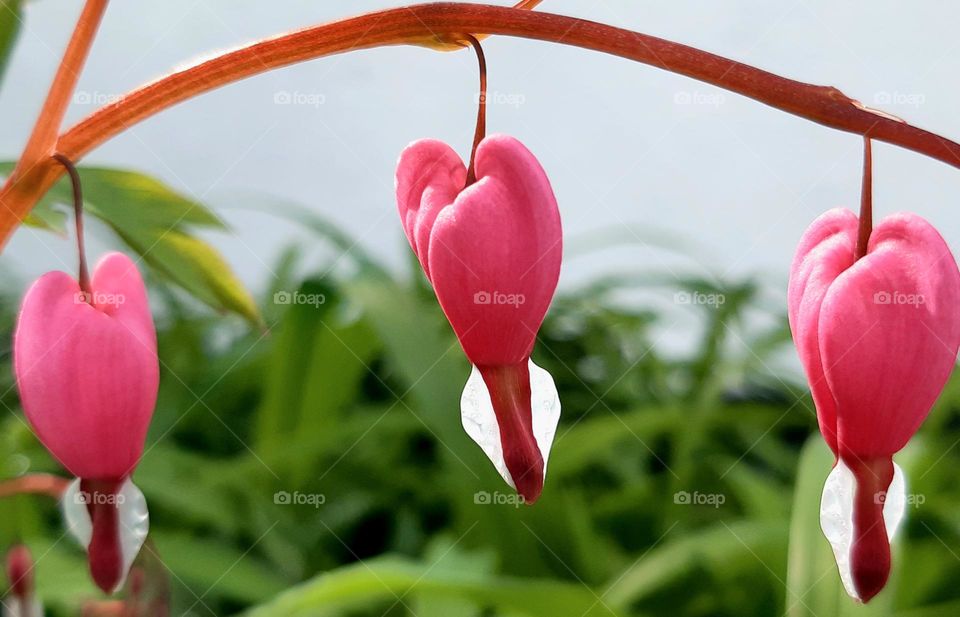 Dicentra with its heart-shaped flowers also called bleeding heart