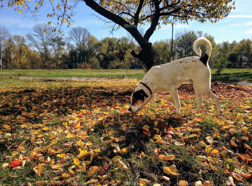 doggy in the park