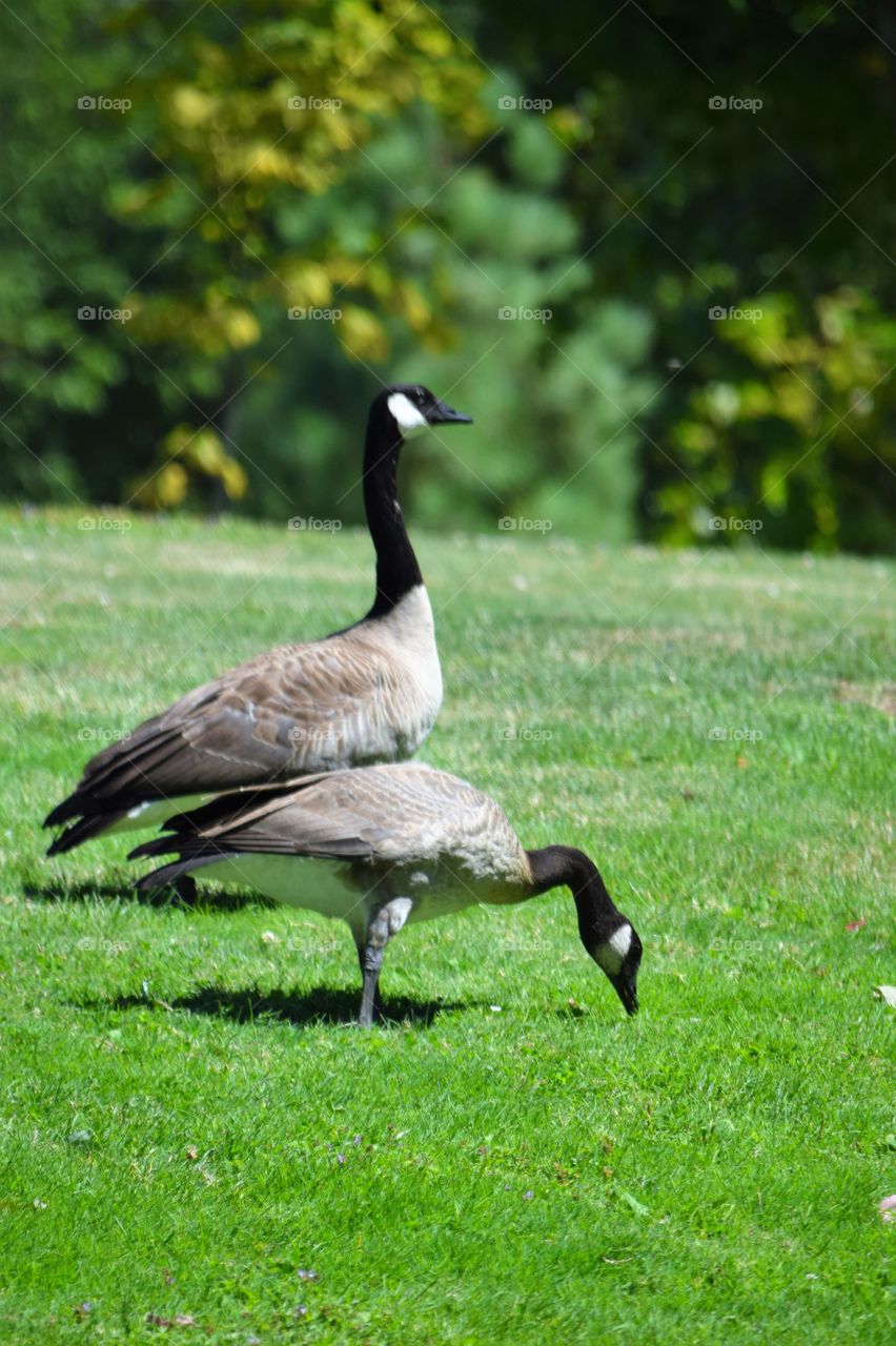 geese