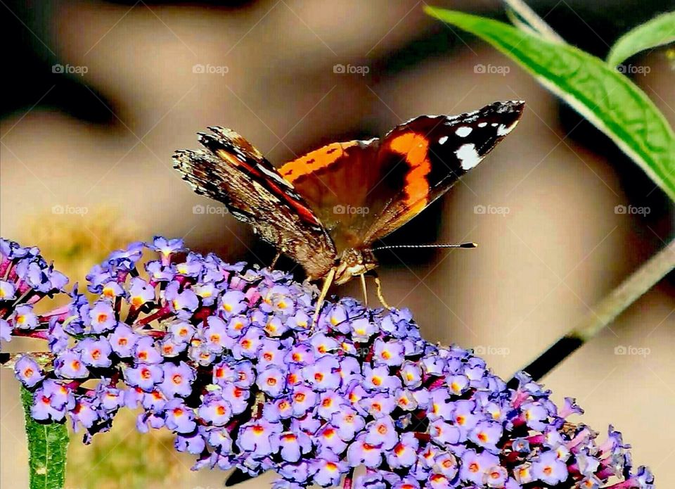 Orange Butterfly on a purple flower