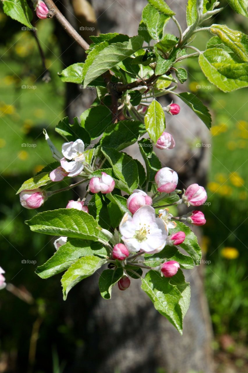 Sun kissed apple blossoms