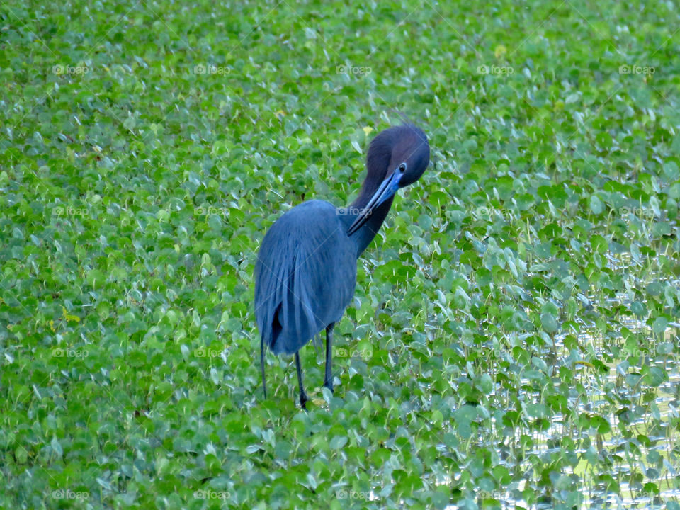 Little blue heron