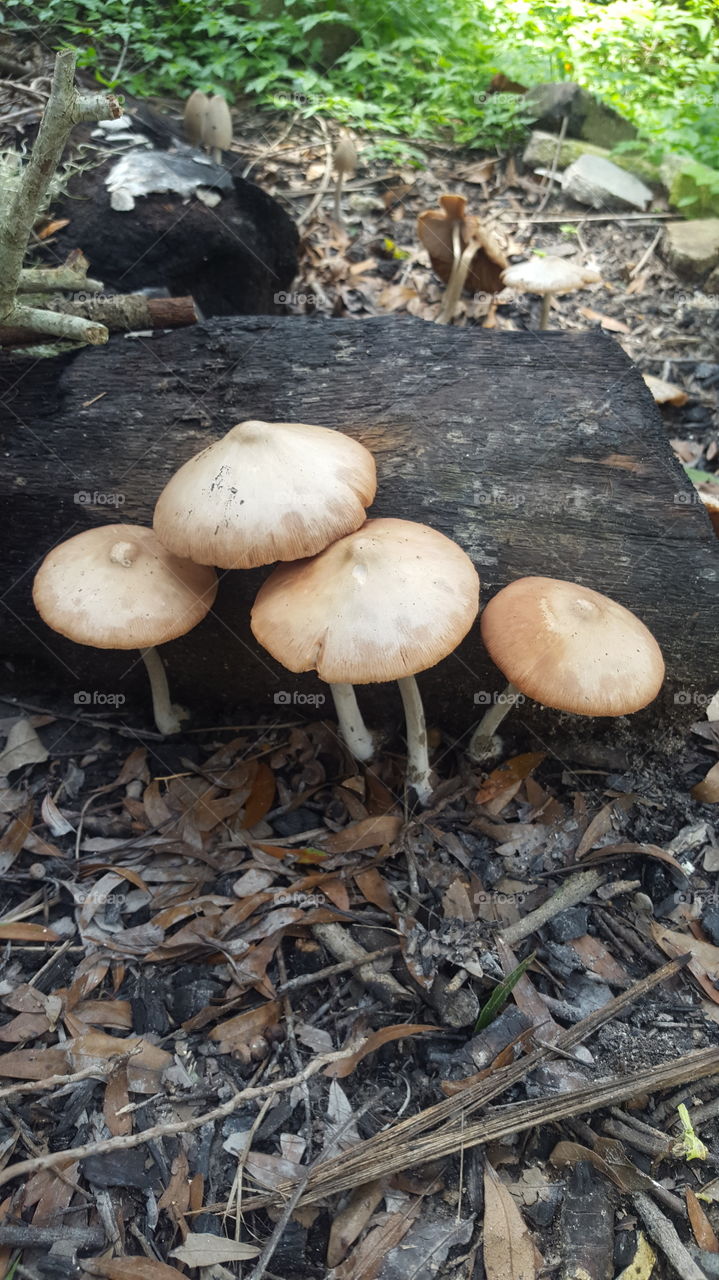 4 toadstools
