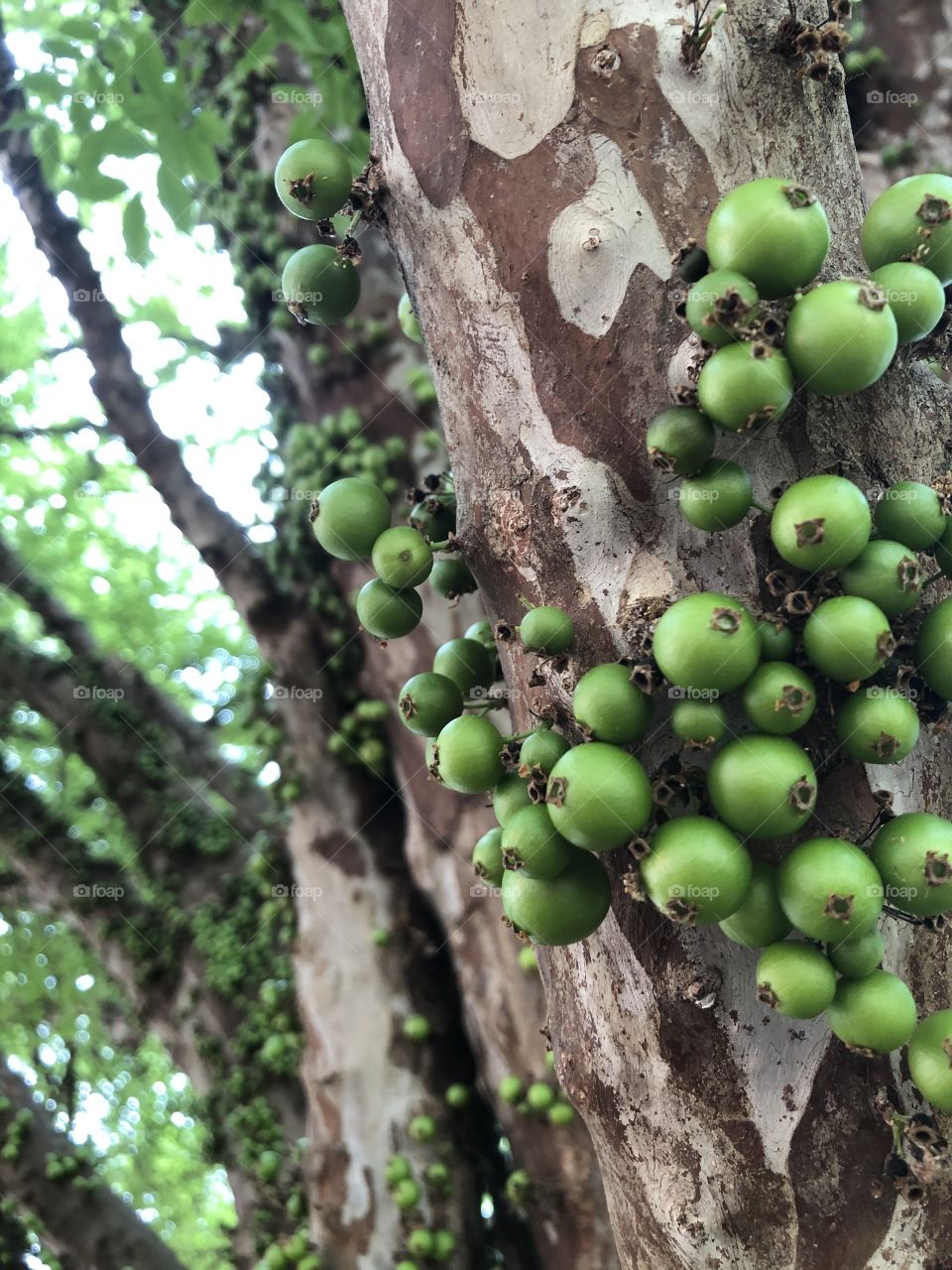 Jaboticaba verde