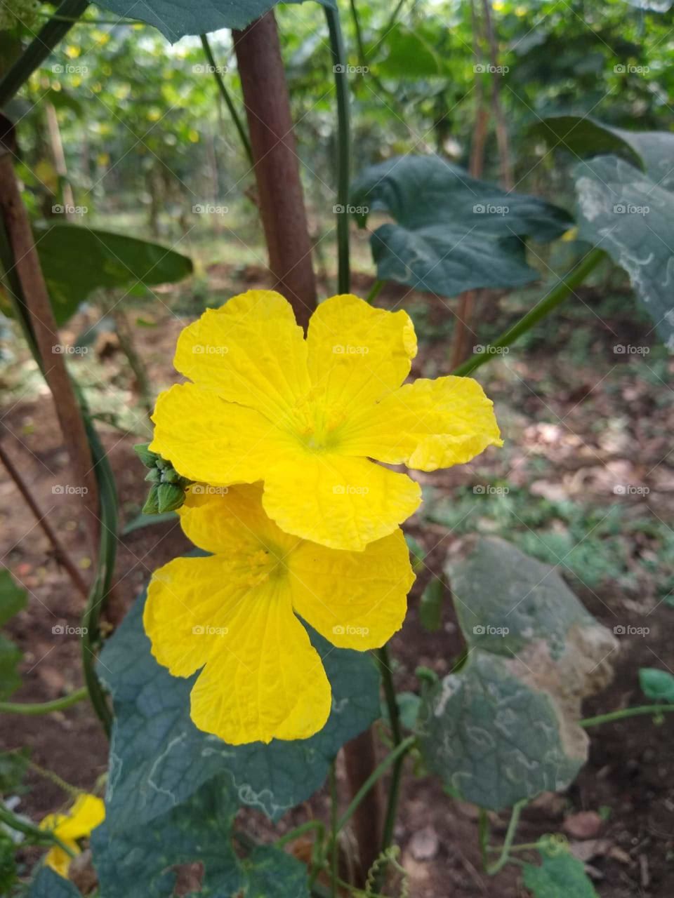 yellow and bright flowers
eye-catching
amazing