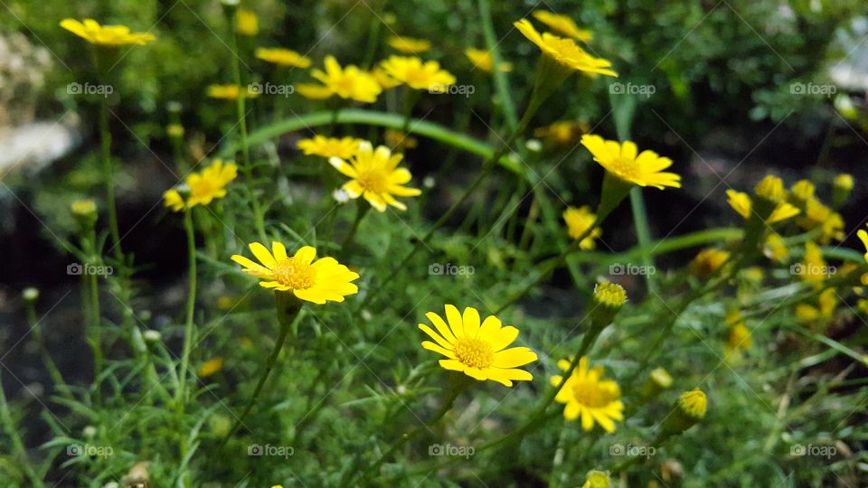 yellow garden