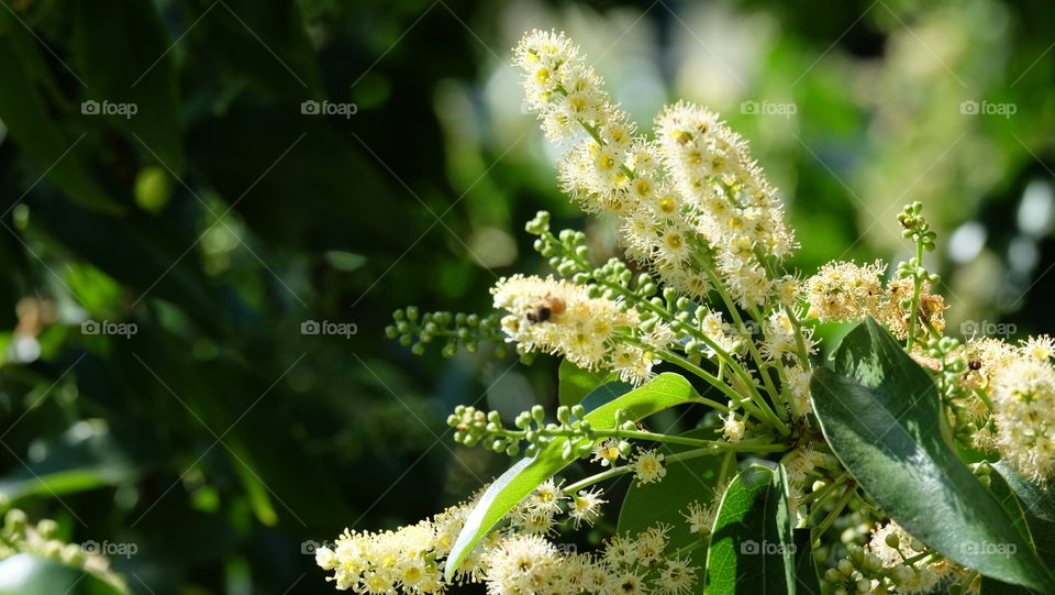 Beauty in Nature, bee buzzing in flowers of a Laurel tree.