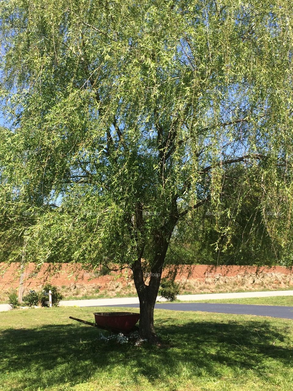 Weeping willow