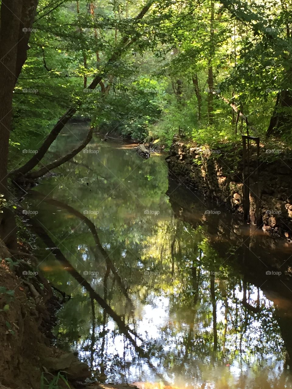 River in the forest