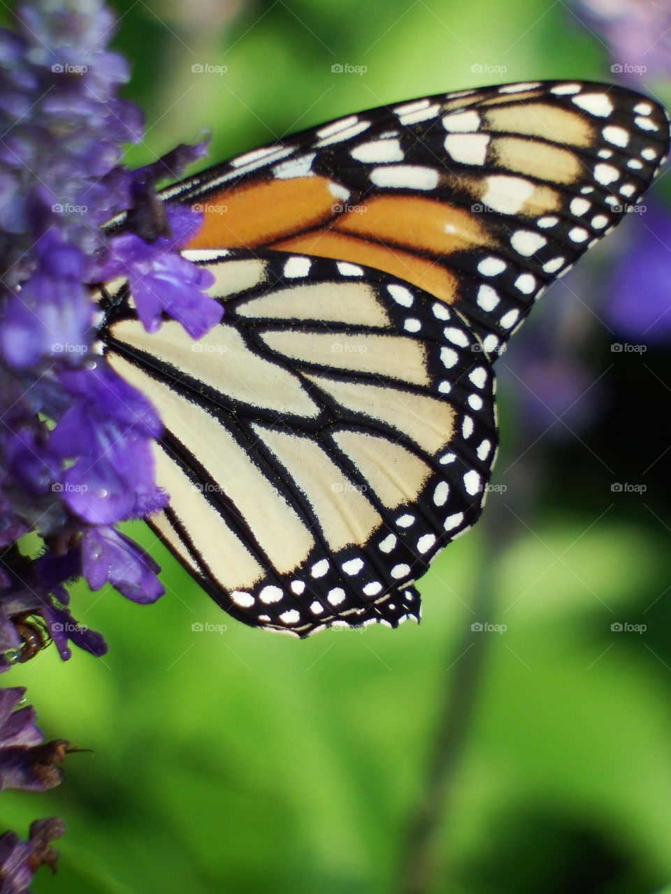 Close up of a monarch butterfly perched on lilac blooms.