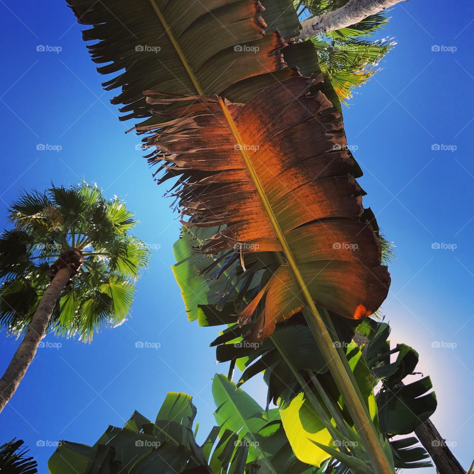 Visitor Palm of Miami 