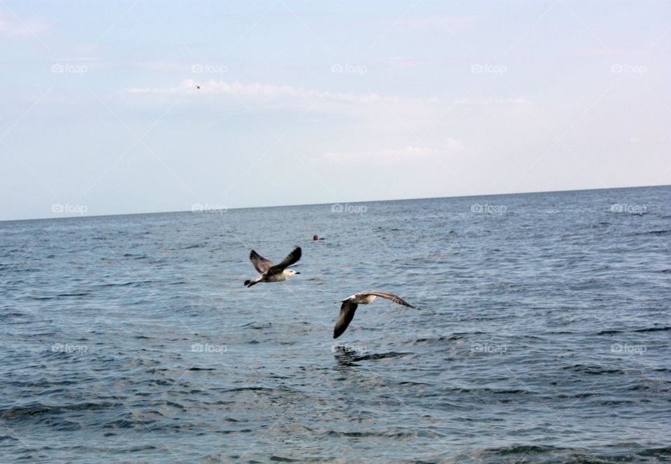 Free flying seagulls 