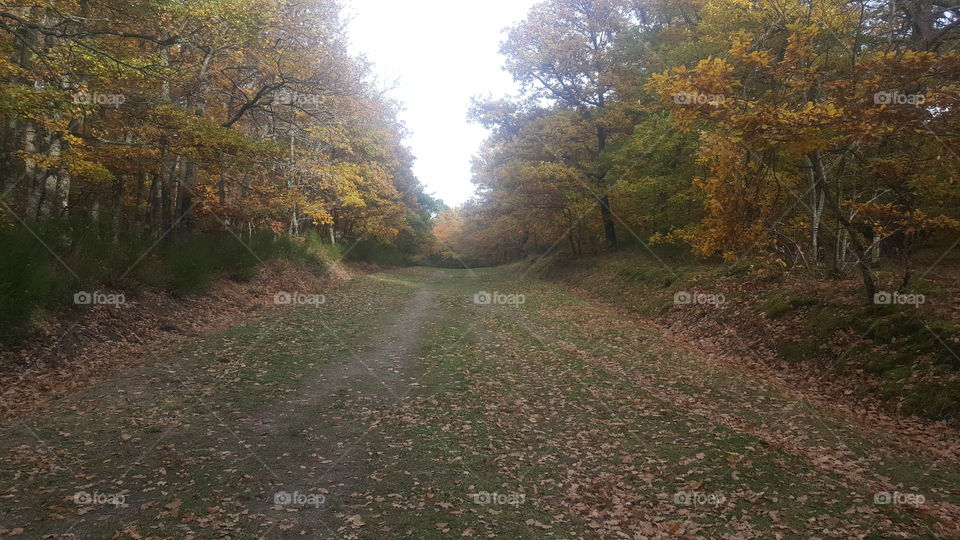 Trail in Loubeyrat forest in Autumn