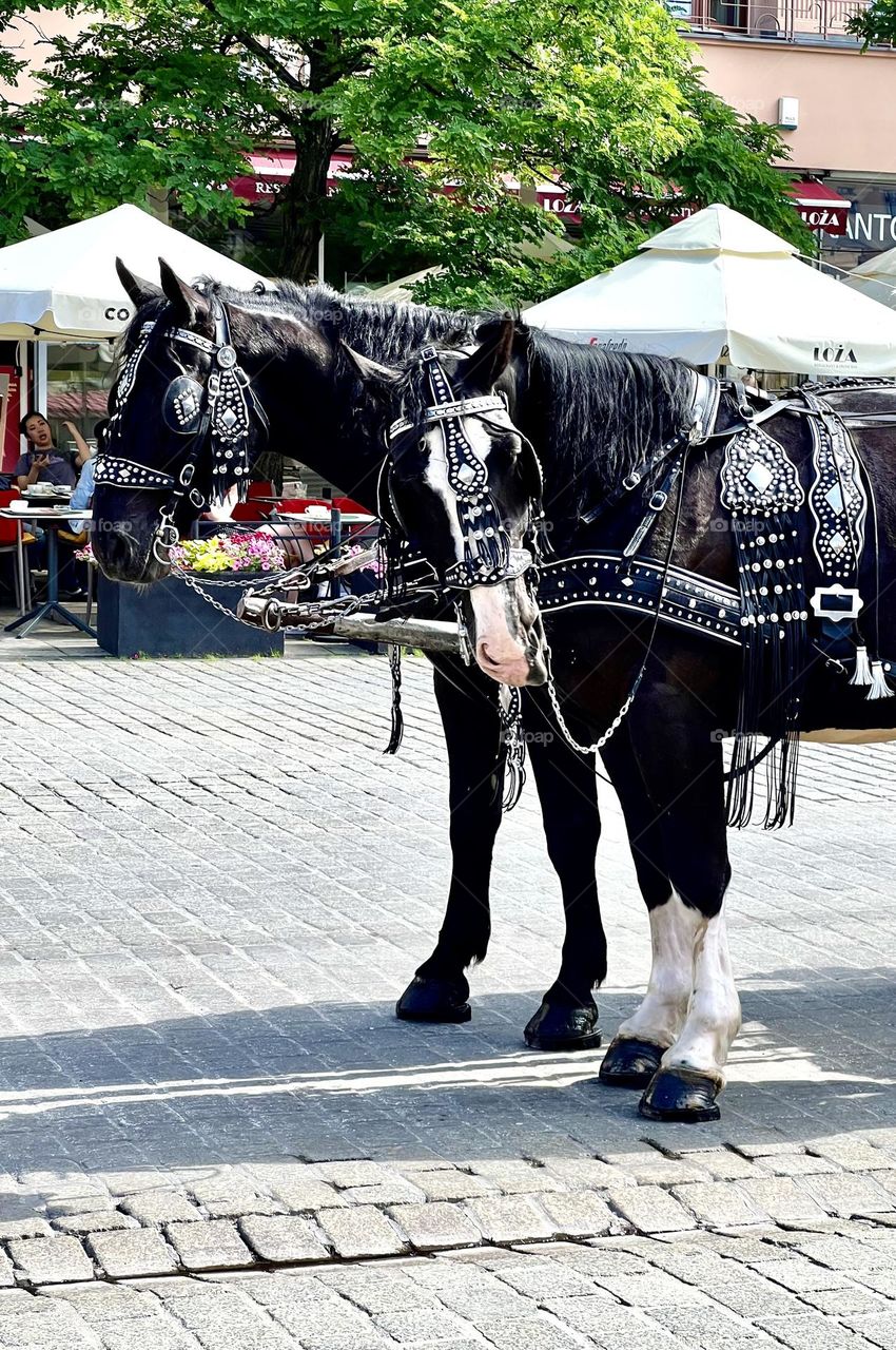 Two black horses in a harness on the street of Krakow