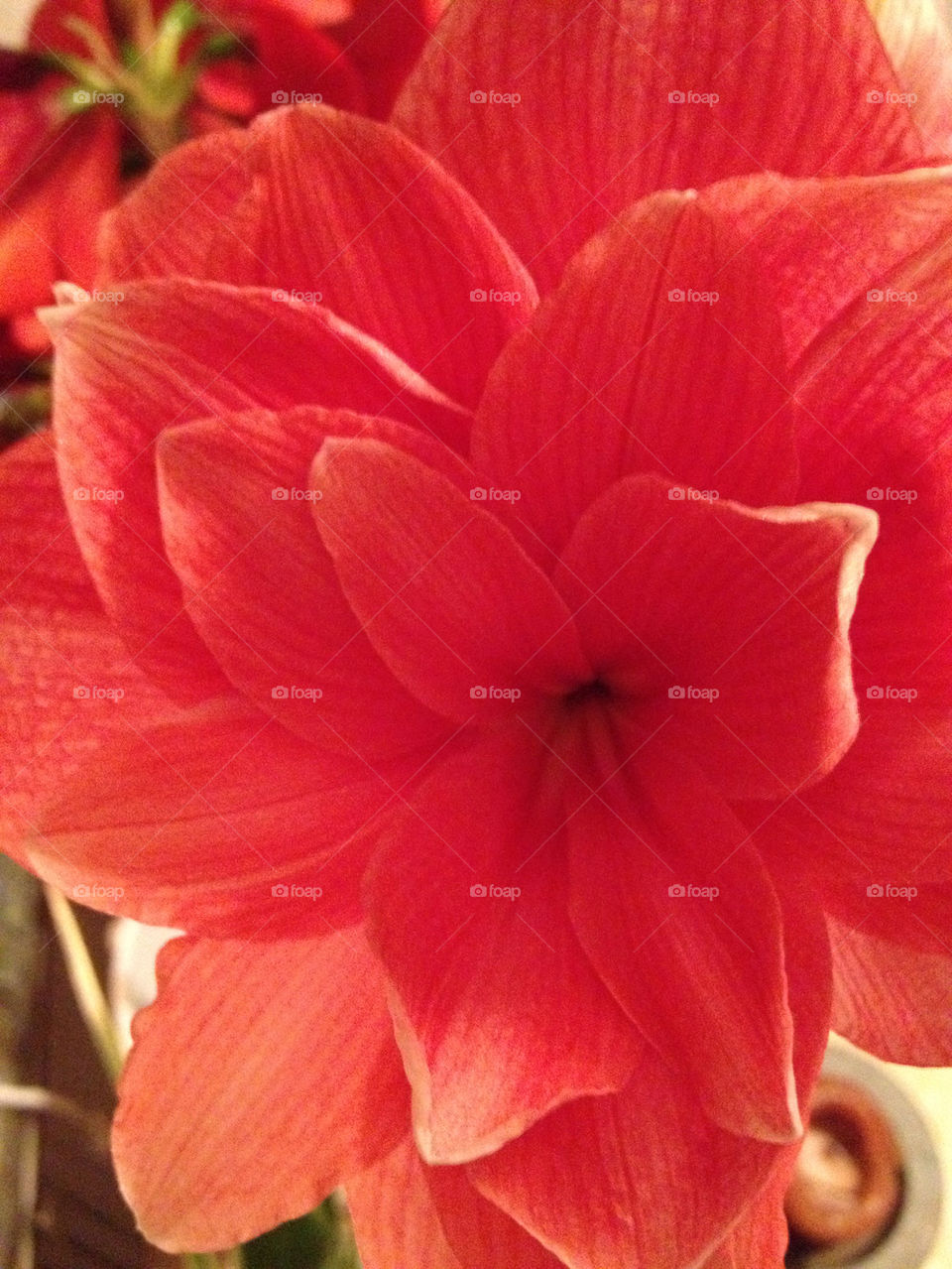 flower red amaryllis by liselott