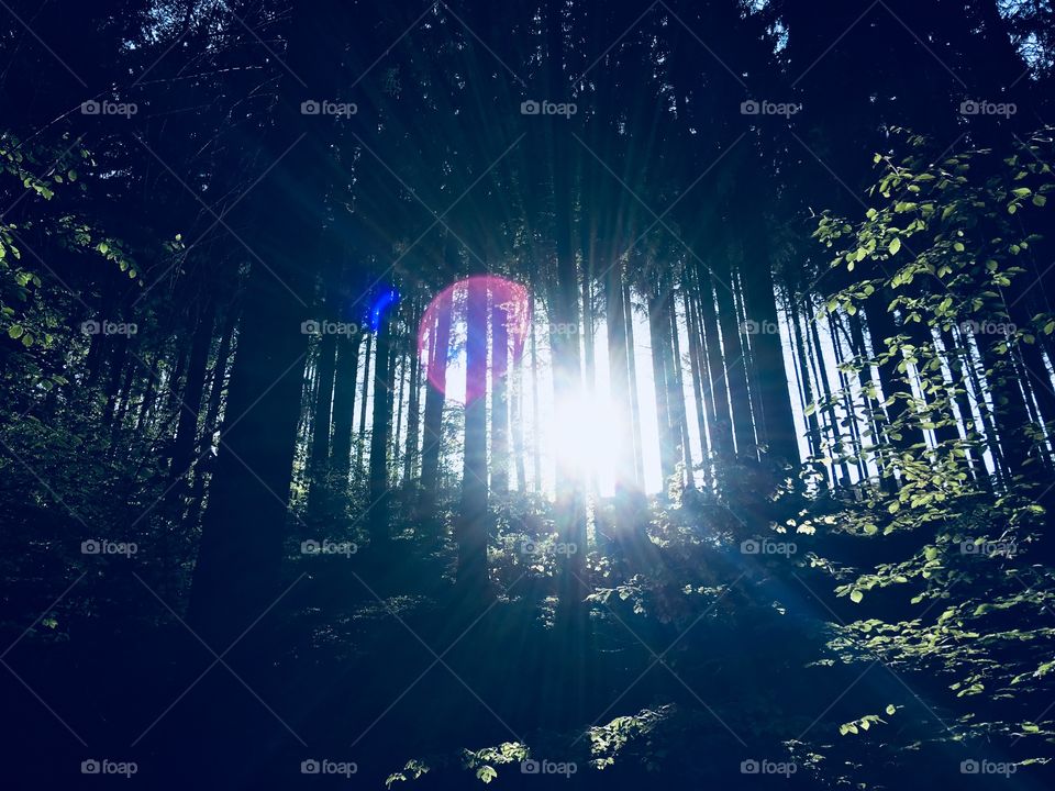 Light through forest