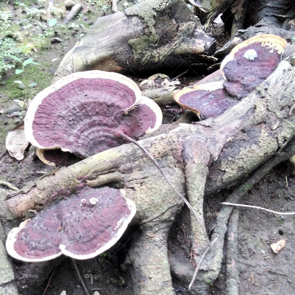 Mushroom on the park